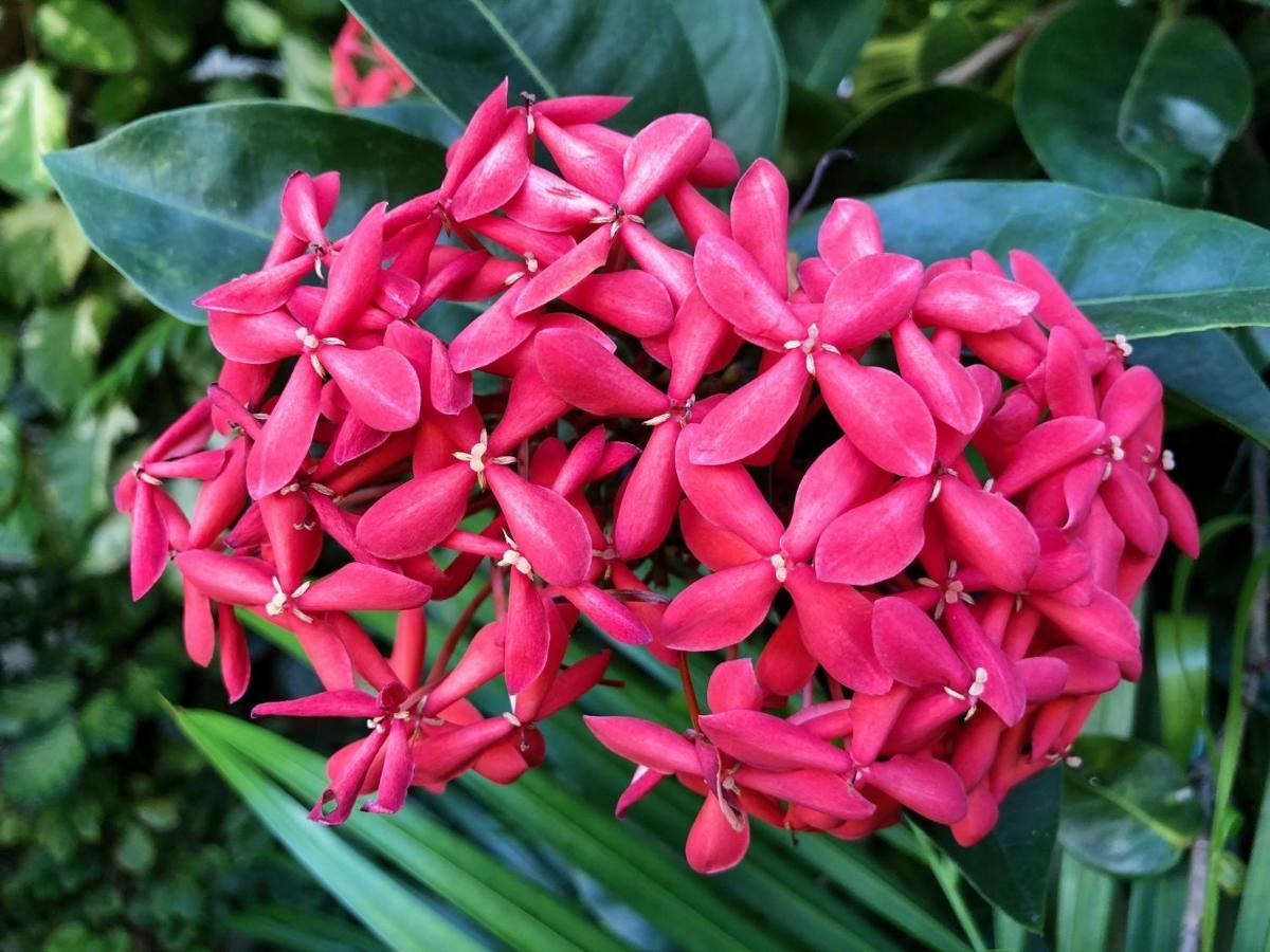 Bougainville - Hotel Pousada-Zen Σαλβαντόρ Εξωτερικό φωτογραφία